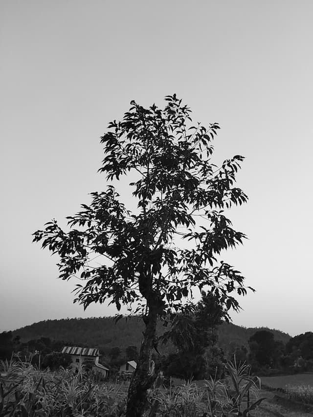 Bw-024-ghr